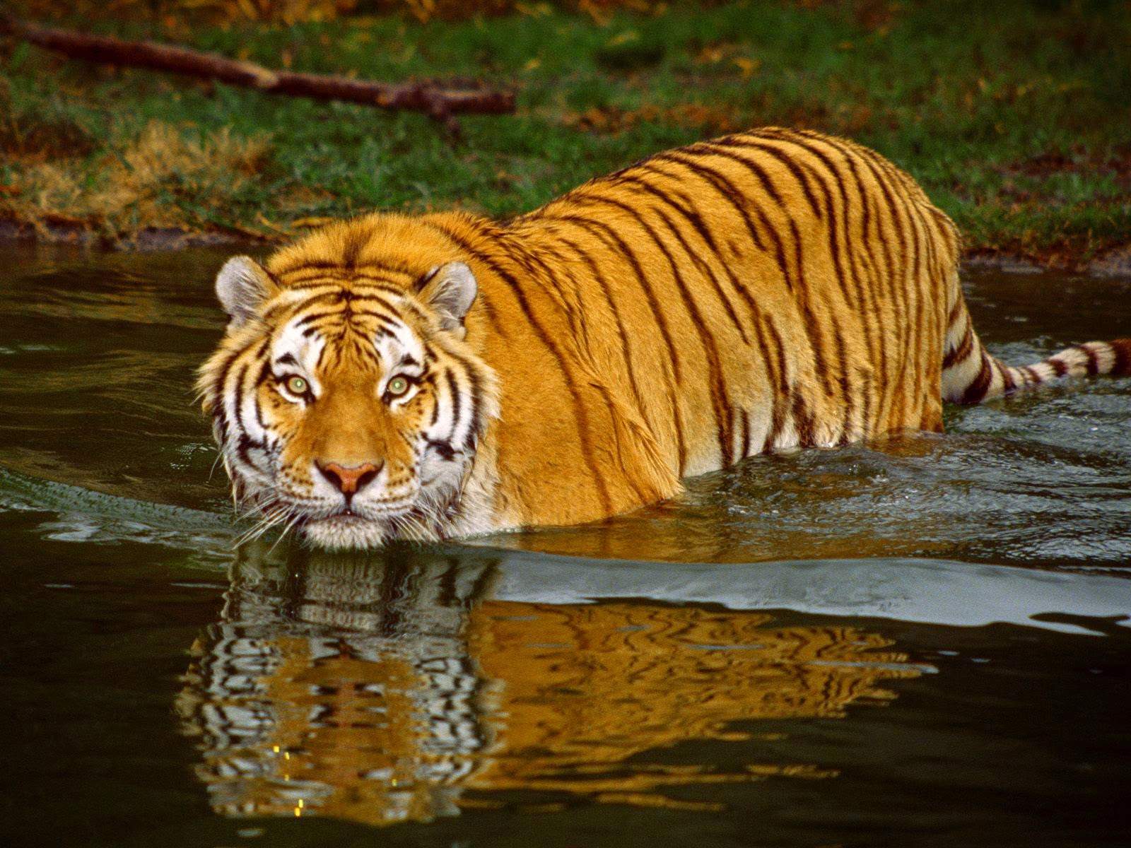 Sundarbans National Park