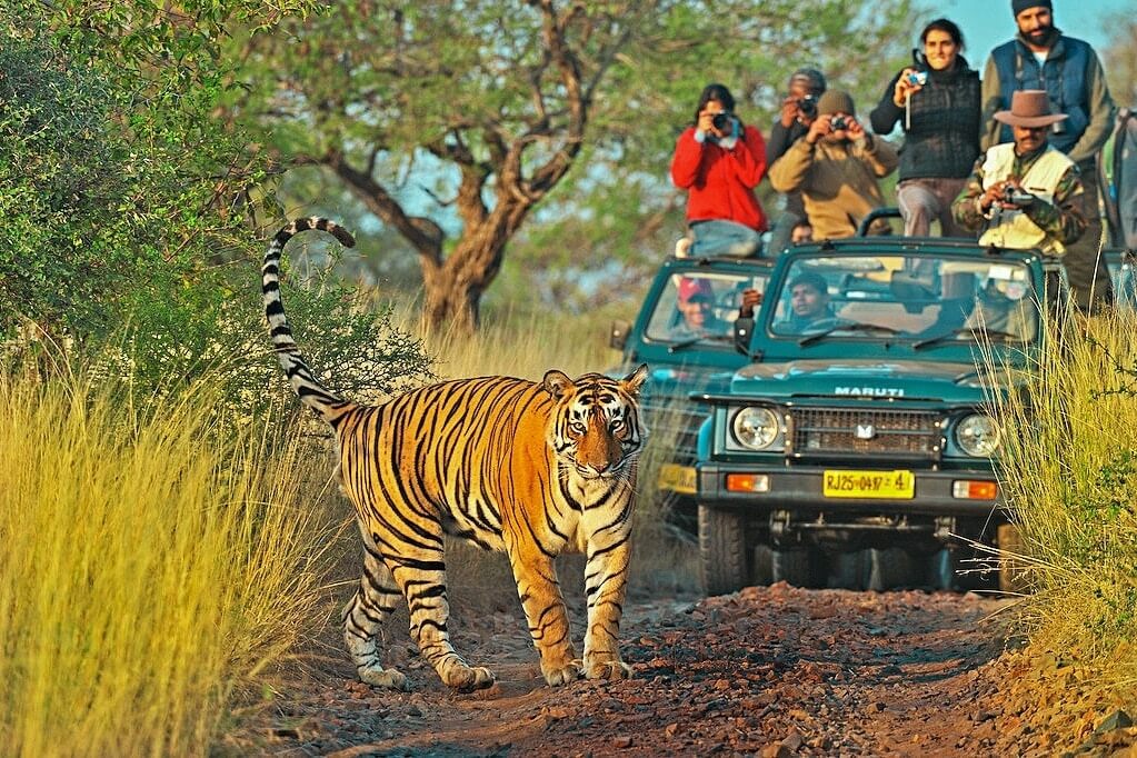 Tiger Safari in India at the Ranthambore National Park.