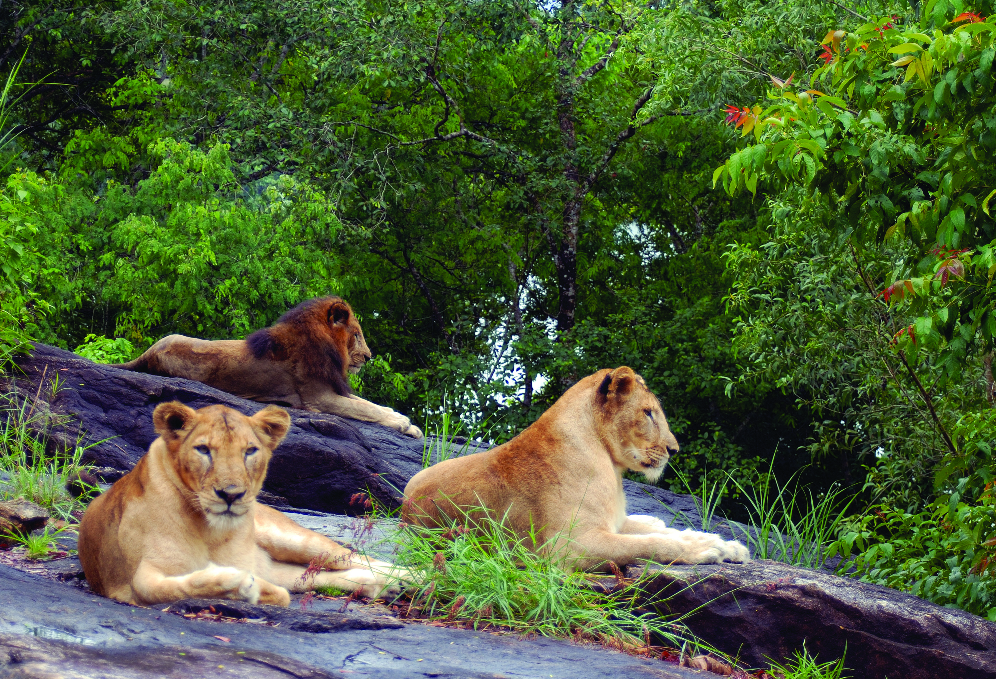 Gir National Park in India