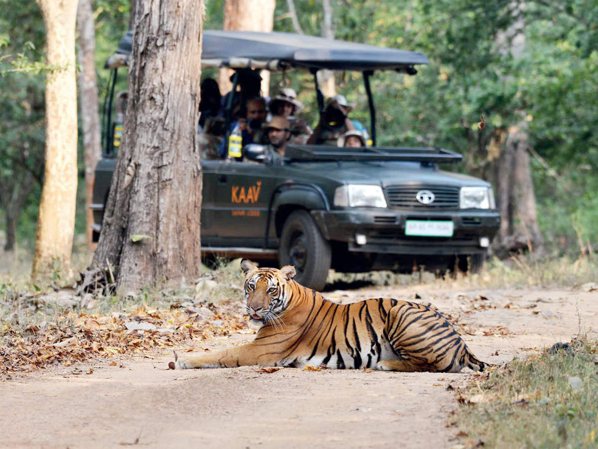 tiger safari near bhopal