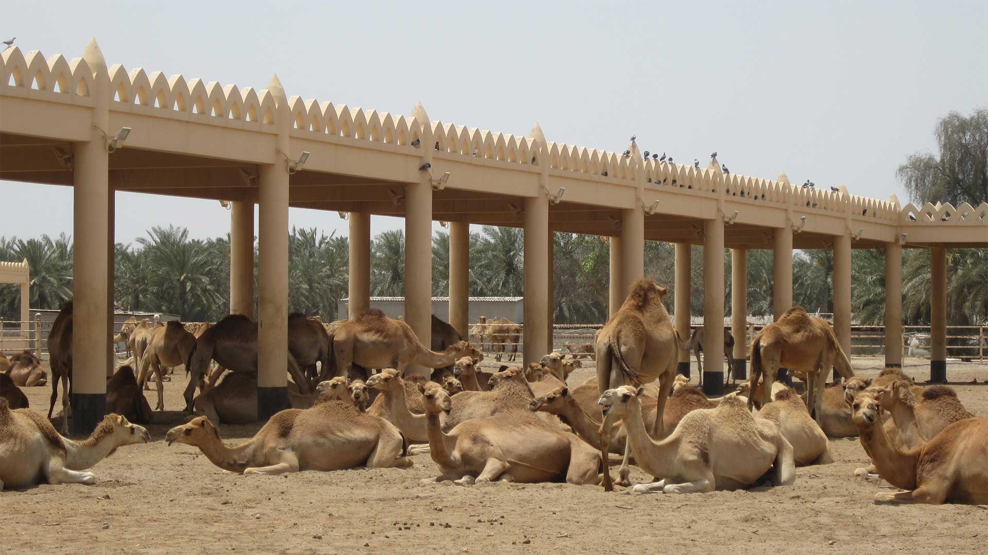 Bikaner Camel Breeding Farm