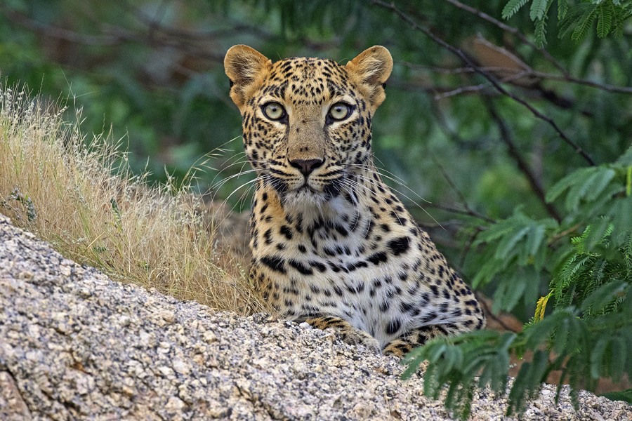 Jawai -Wildlife