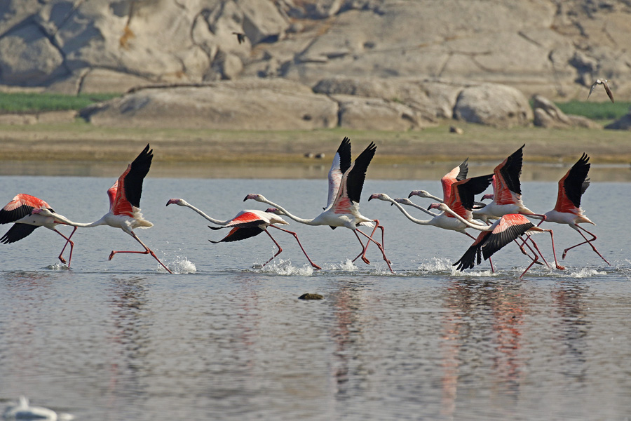 Jawai -Birding