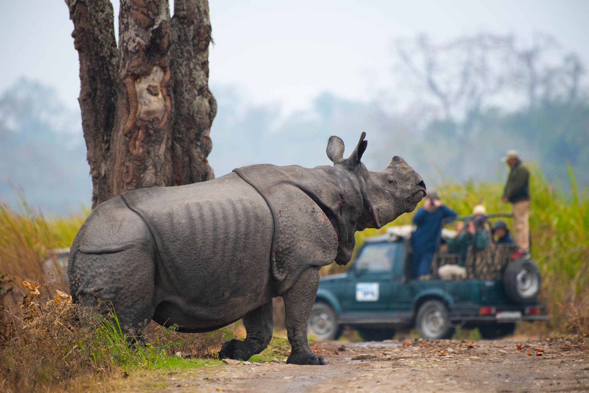 Jeep Safari In Kaziranga