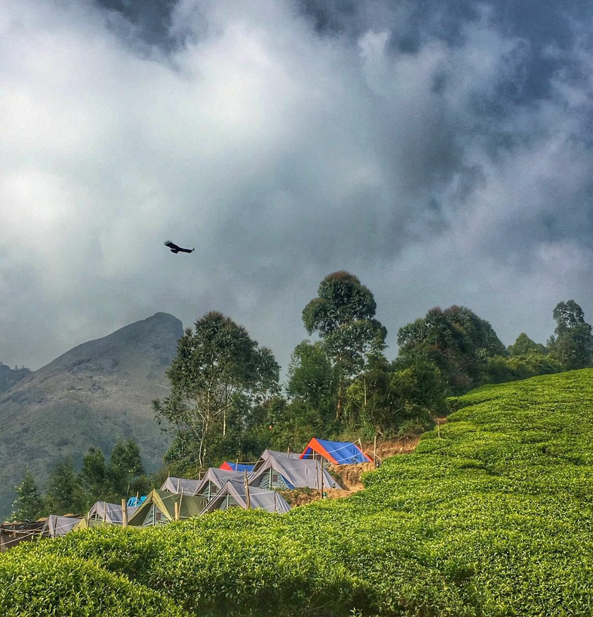 Kolukkumala Tea Estate
