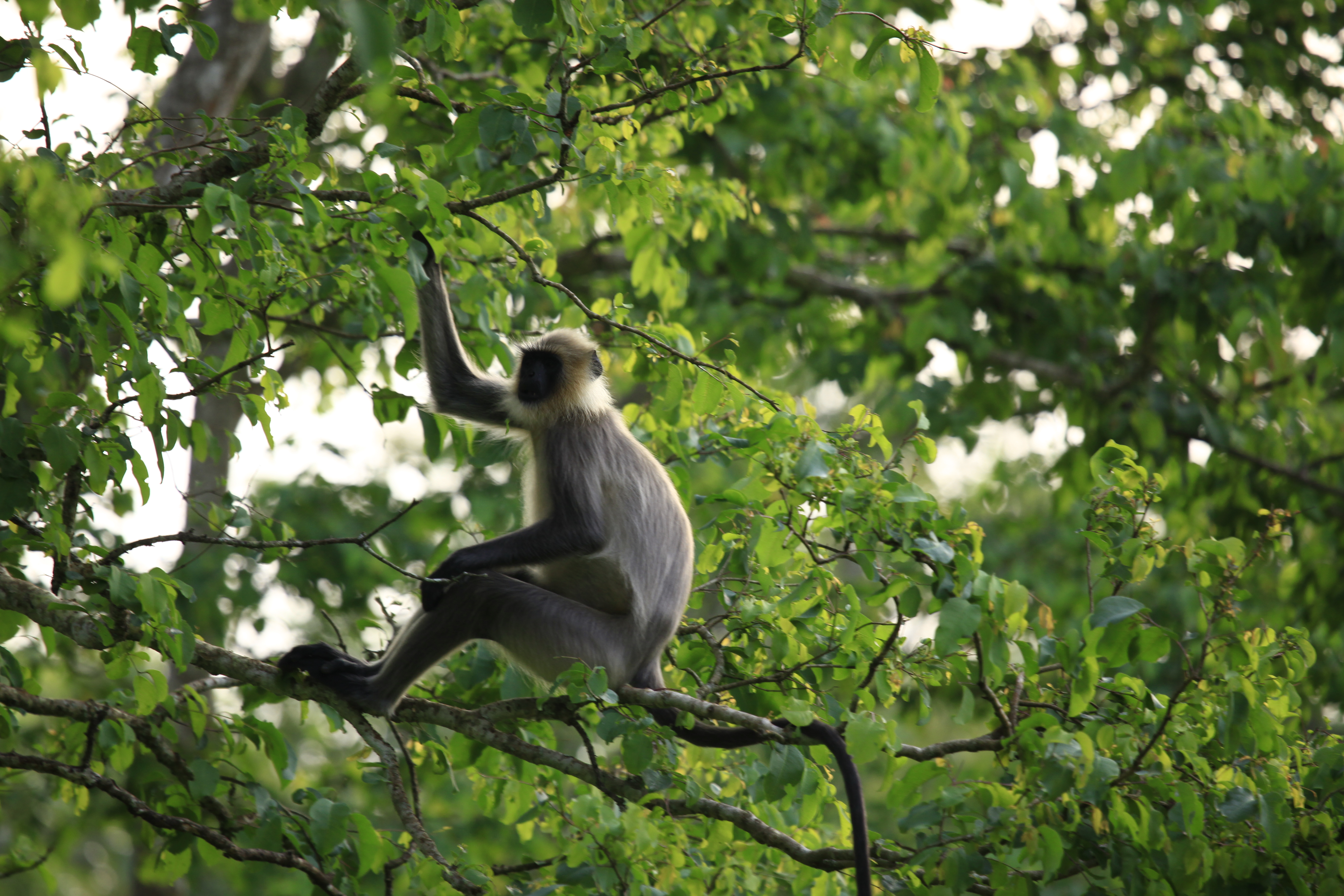 Monkey