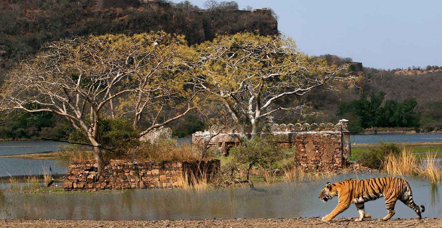 Ranthambore National Park