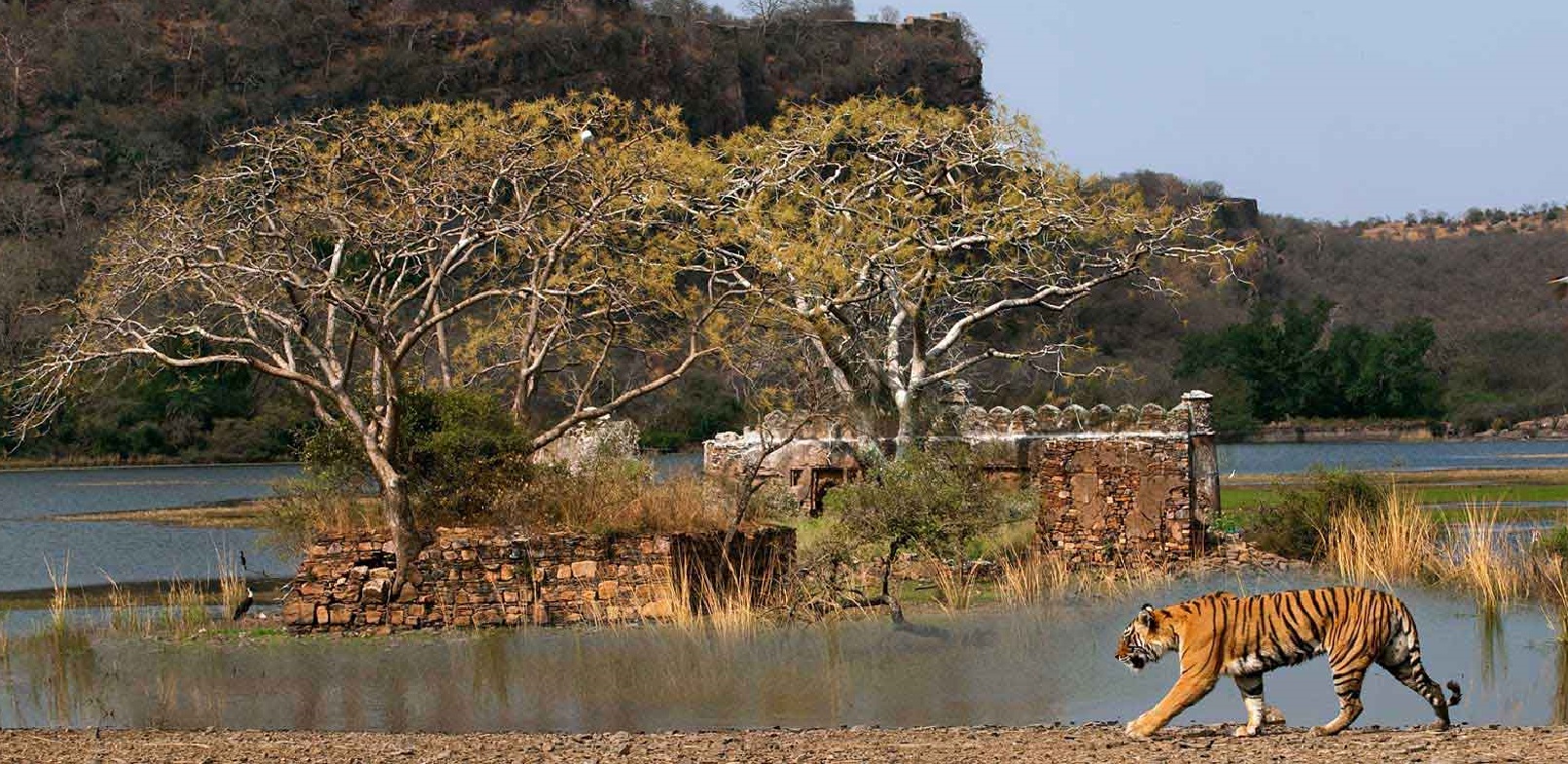 Ranthambore National Park