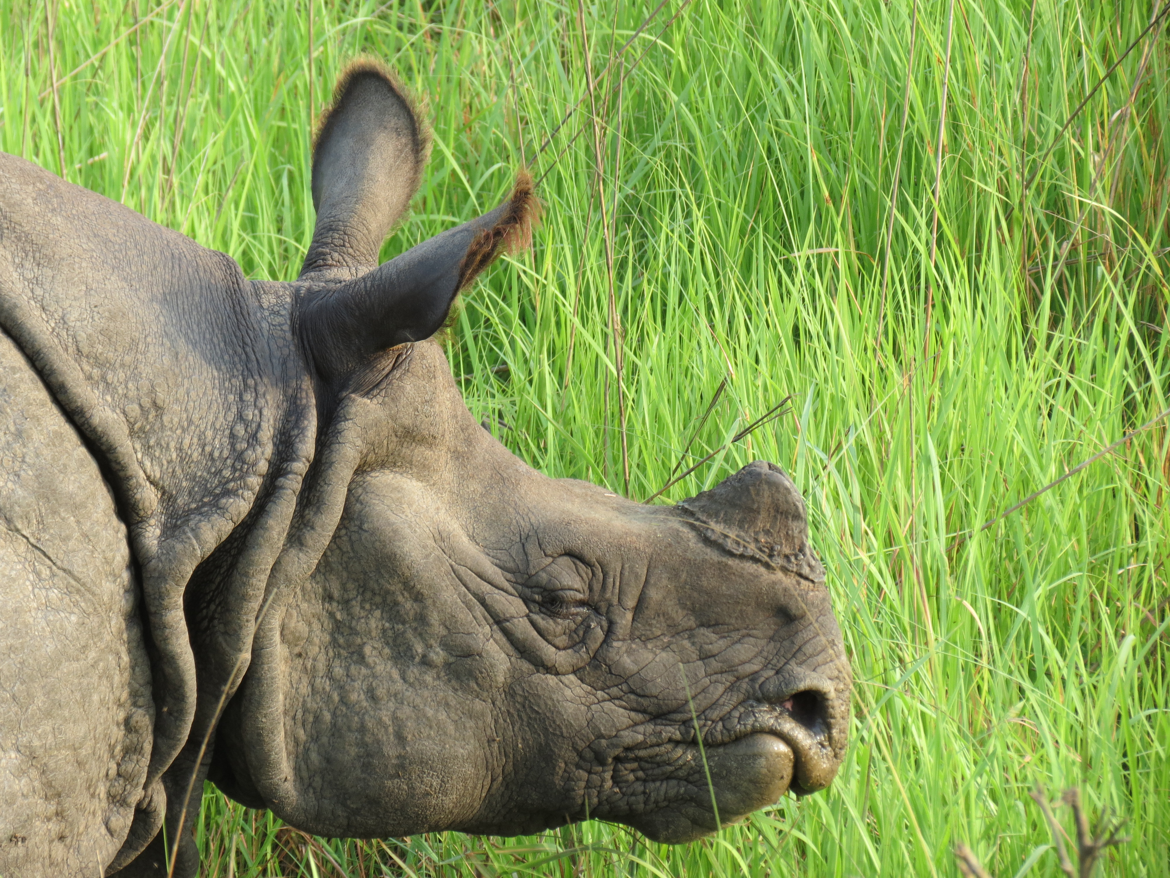 Rhino