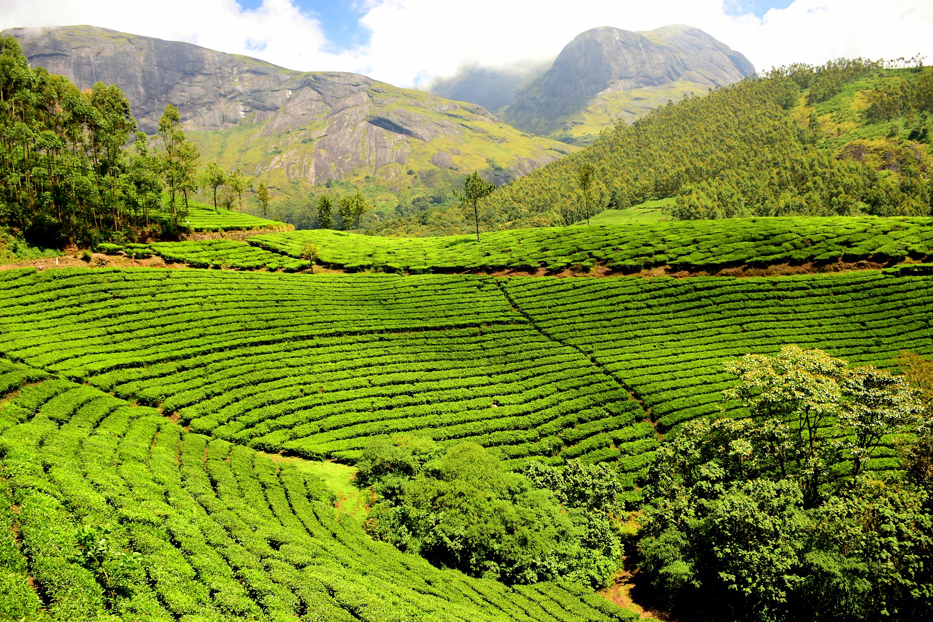Tea Gardens In Coorg