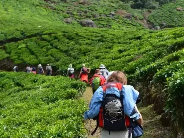 Tea Trail Trek