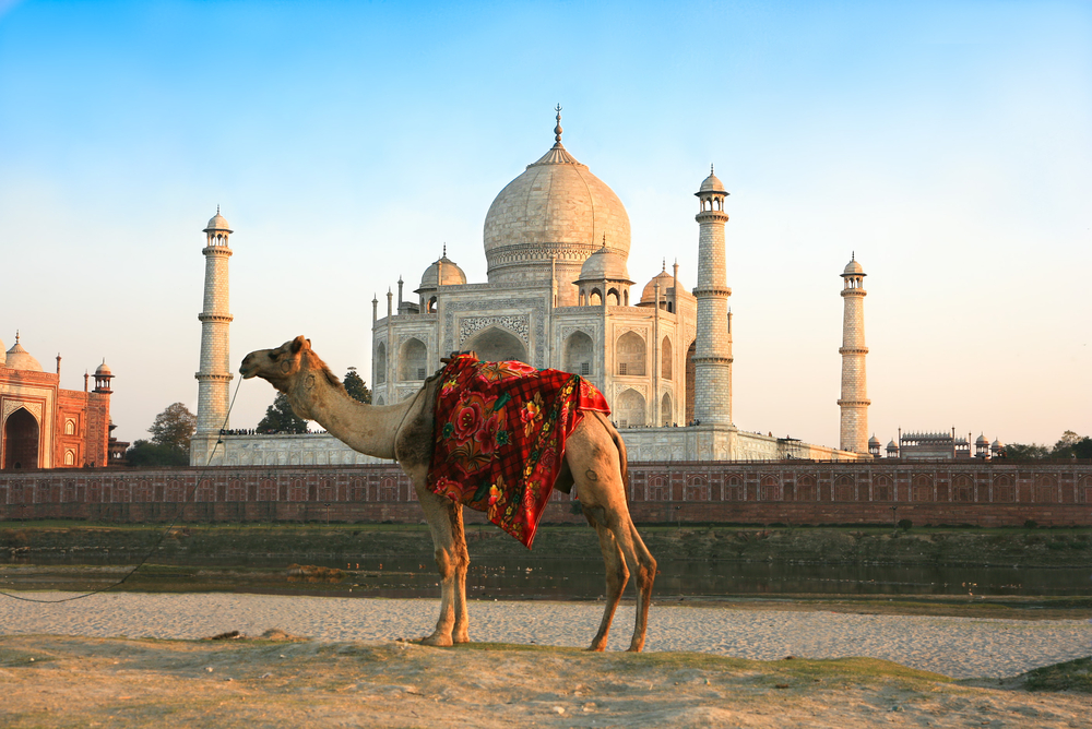 Camel In Front Of Taj Mahal In Sunset Agra India
