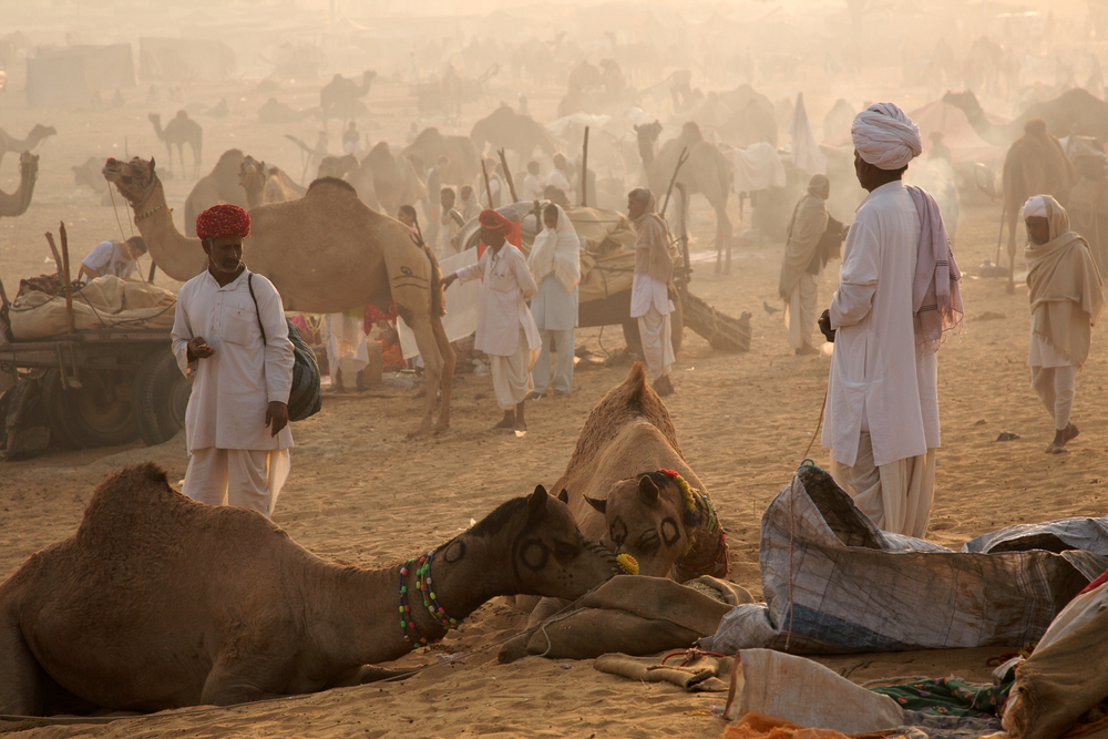 Camels at Pushkar Fair