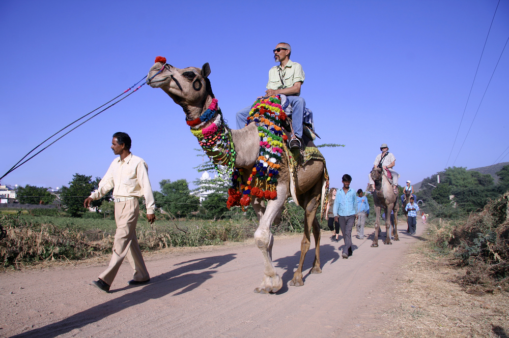 Pushkar India October Tourist Group On Camel Safar