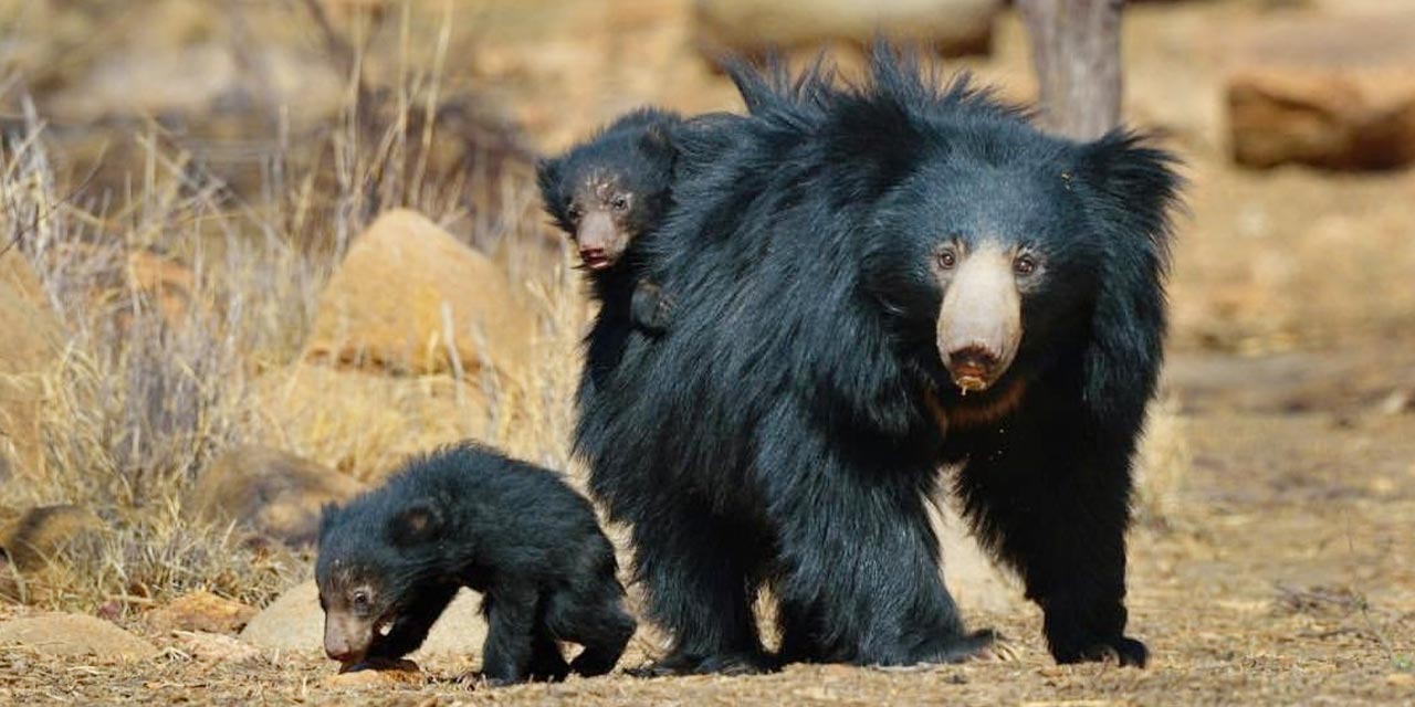 Tigers and Sloth Bears of Central India