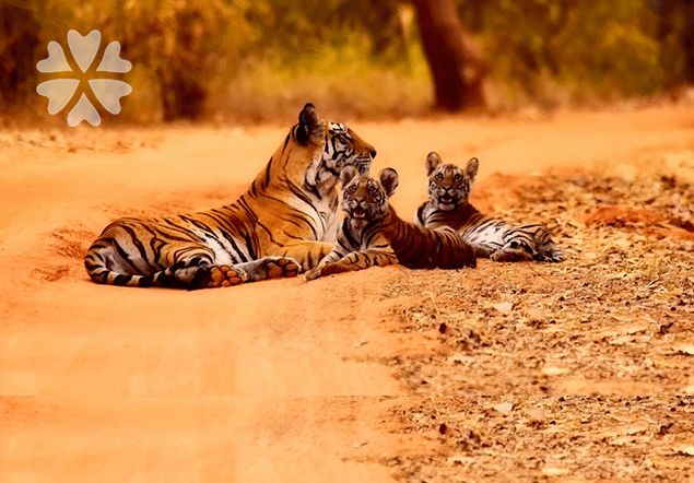 Wildlife and more in North India with Taj Mahal